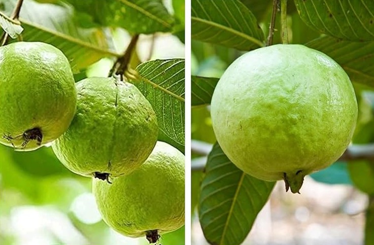 [Infographic] Lợi ích sức khỏe của quả ổi