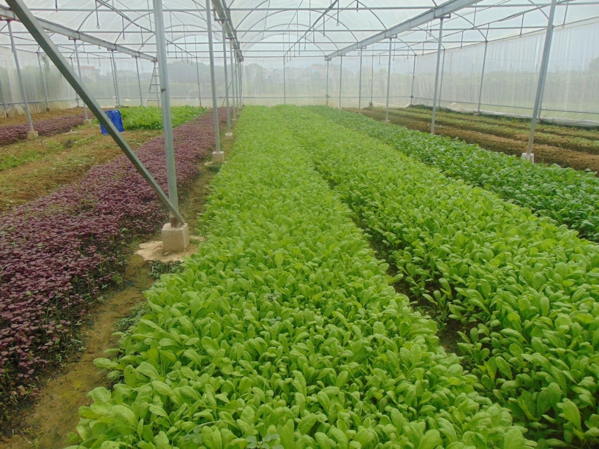 Mô hình trồng rau hữu cơ: Hướng đi mới giúp nông dân tại Trung Giã, Hà Nội ổn định sinh kế Mô hình trồng rau hữu cơ: Hướng đi mới giúp nông dân tại Trung Giã, Hà Nội ổn định sinh kế
