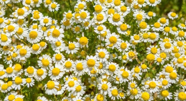 Dự báo thời tiết ngày 16/12/2025: Bắc Bộ trời rét, vùng núi có nơi rét đậm