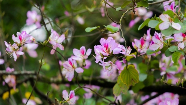 Dự báo thời tiết ngày 12/3/2026: Bắc Bộ đêm và sáng trời rét