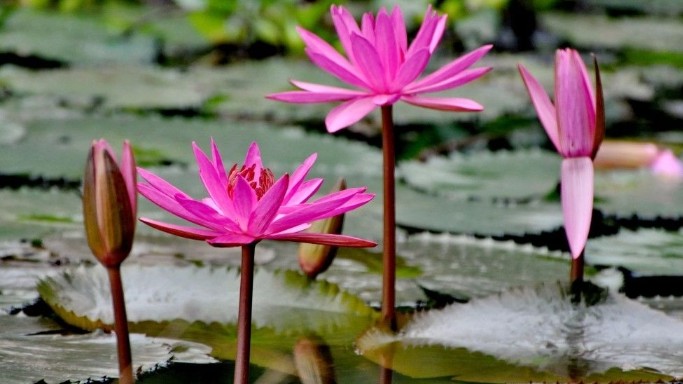 Dự báo thời tiết ngày 14/3/2026: Bắc Bộ nhiều mây, có mưa vài nơi