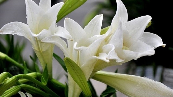 Dự báo thời tiết ngày 24/3/2026: Bắc Bộ có mưa nhỏ rải rác