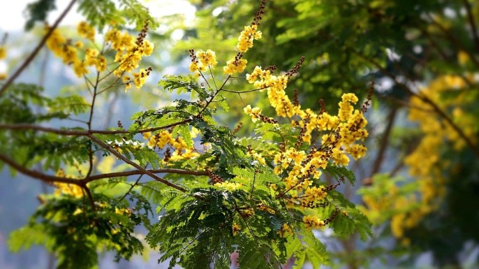 Dự báo thời tiết ngày 31/3/2026: Bắc Bộ nắng nóng, gió nhẹ