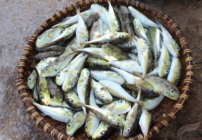 Bộ Y tế khuyến cáo tuyệt đối không sử dụng cá nóc làm thực phẩm