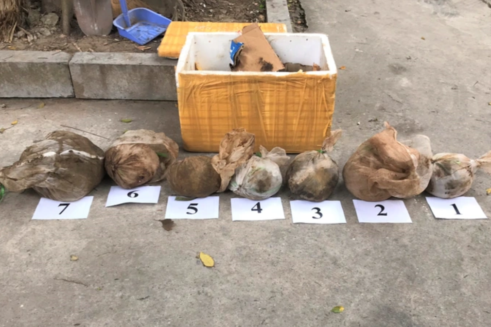 7 cá thể tê tê được phát hiện để trong thùng xốp vận chuyển bằng xe khách đi tiêu thụ (Ảnh: Save Vietnam's Wildlife).
