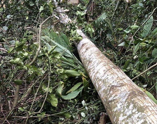 Hà Tĩnh: Chặt cây dựng rạp cưới vợ, nam thanh niên bị cây đè tử vong