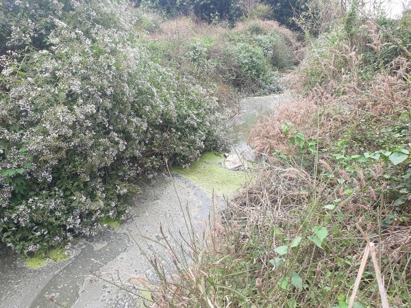 Xuyên Mộc - Bà Rịa Vũng Tàu: Nhà máy chế biến tinh bột mì gây ô nhiễm môi trường, uy hiếp sức khoẻ người dân