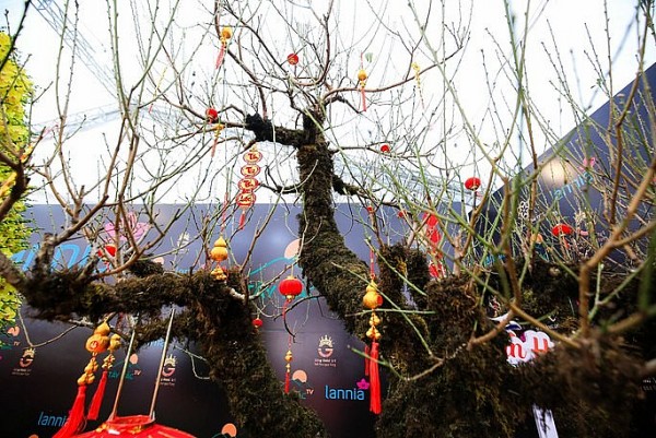 Gốc đào cổ thụ 100 năm tuổi được chào giá 368 triệu đồng