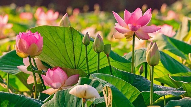 Hải Dương: Cô gái 13 tuổi mất đi cơ hội sống nếu không được ghép xương kịp thời