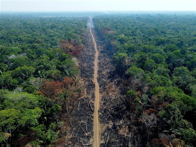 Anh cam kết góp 100 triệu USD cho Quỹ Bảo vệ rừng Amazon của Brazil | Tài chính | Vietnam+ (VietnamPlus)