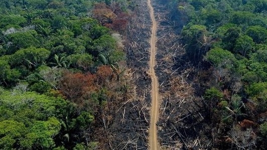 Anh cam kết góp 100 triệu USD cho Quỹ Bảo vệ rừng Amazon của Brazil