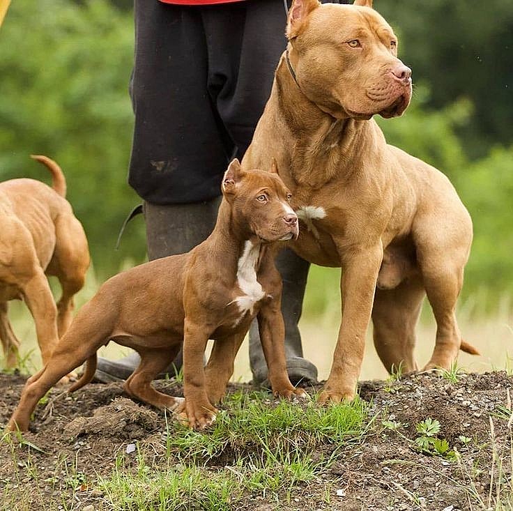 Pitbull là giống chó nguồn gốc từ châu Mỹ, đặc tính rất hung dữ, đứng đầu trong bảng xếp hạng giống chó nguy hiểm.