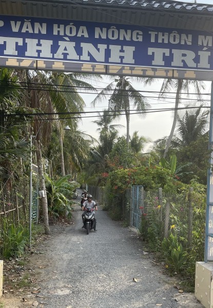 Vĩnh Long: Cảnh báo hàng dừa ảnh hưởng an toàn lưới điện và tính mạng người dân