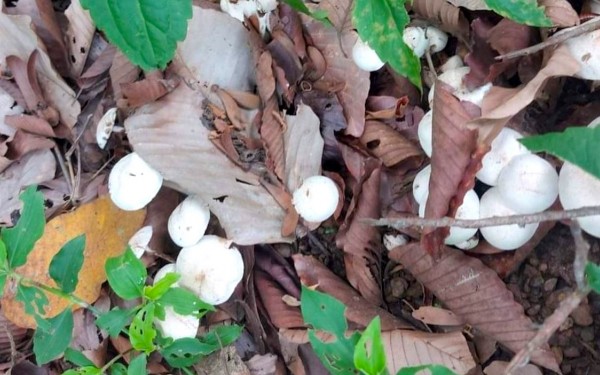 Ngộ độc nấm rừng, cả nhà nhập viện, một người tử vong