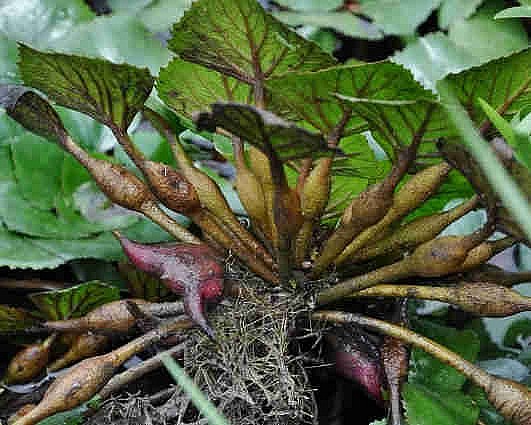 Bài thuốc dân gian hay giúp tăng cường thị lực