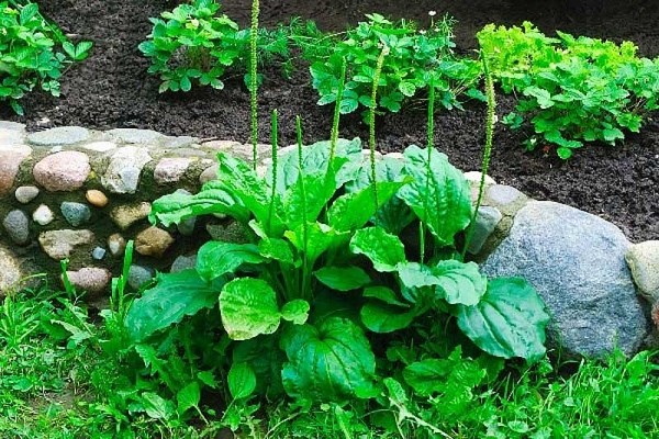 Những bài thuốc quý chữa bệnh từ cây mã đề