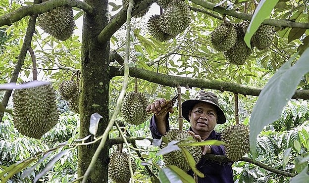 Nông dân huyện Krông Pắc chăm sóc sầu riêng chuẩn bị tới kỳ thu hoạch.