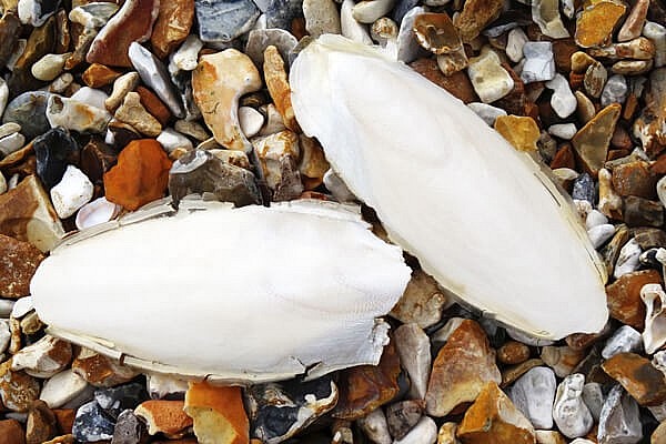 Những bài thuốc từ mai mực