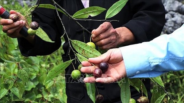 Nhiều trẻ phải cấp cứu sau khi ăn, quả hồng châu chứa những độc tố nào?