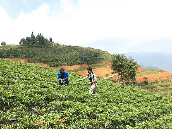 Bảo tồn và phát triển cây dược liệu bền vững tại tỉnh Lào Cai