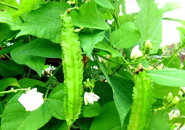 Đậu rồng - Lợi ích vượt trội cho sức khỏe và sắc đẹp