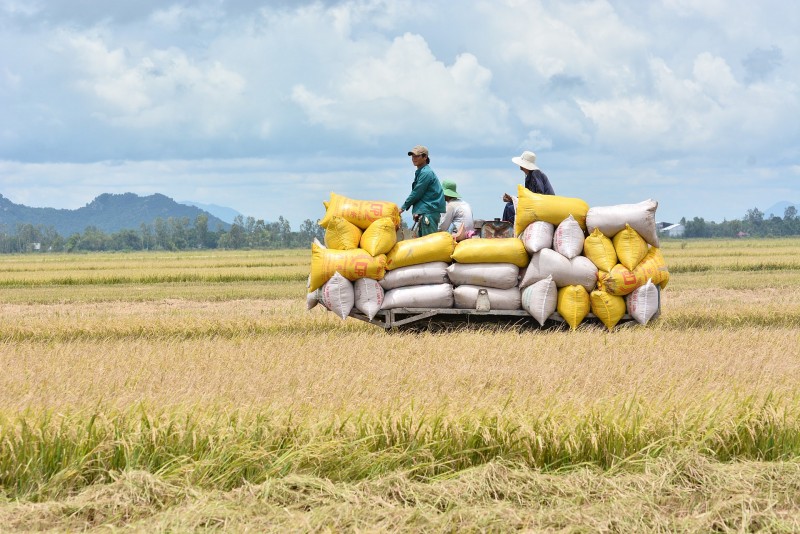 Đảm bảo an ninh lương thực, xuất khẩu gạo bền vững