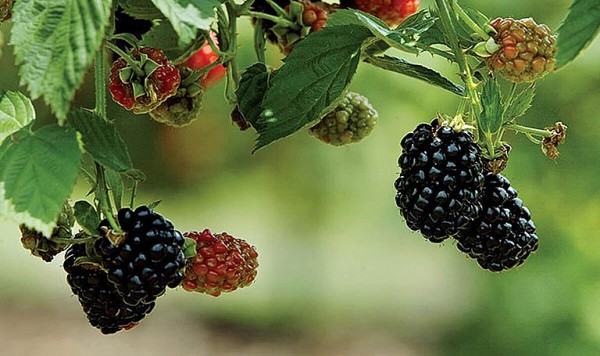 Những loại quả chứa vitamin và khoáng chất tăng cường chức năng não bộ