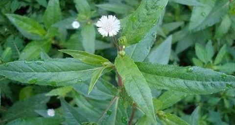 10 vị thuốc nam hỗ trợ điều trị sốt xuất huyết