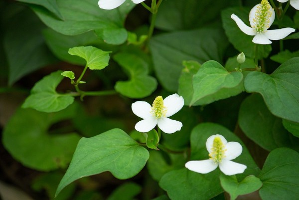 Bài thuốc hỗ trợ chữa đau mắt đỏ