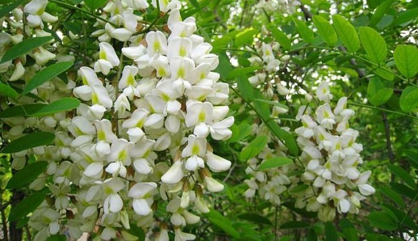 Hoa hòe chữa tăng huyết áp, các bệnh về viêm loét