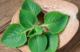 Phương pháp giảm ho từ lá húng chanh