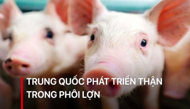 Trung Quốc phát triển thận trong phôi lợn