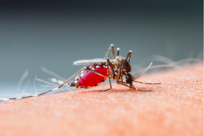 Hơn 80.000 ca mắc sốt xuất huyết được ghi nhận