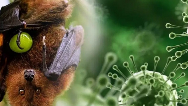 HCDC thông tin về virus Nipah