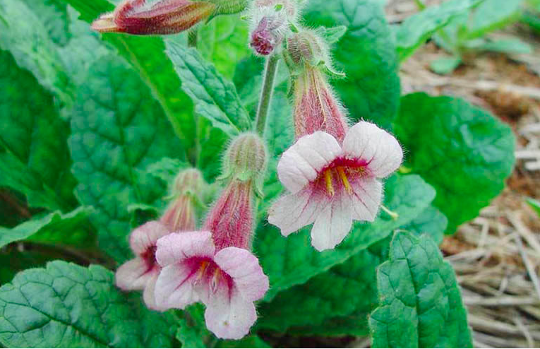 Nhiều bài thuốc từ cây địa hoàng giúp chữa thiếu máu, sốt xuất huyết