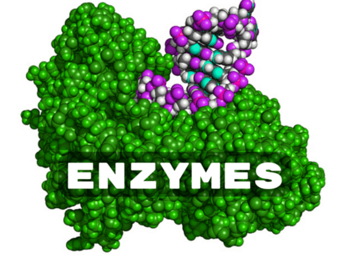 Bổ sung thực phẩm chứa enzyme tốt cho đường ruột và tiêu hóa