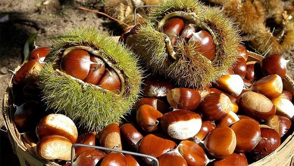 Lợi ích sức khoẻ của hạt dẻ không phải ai cũng biết