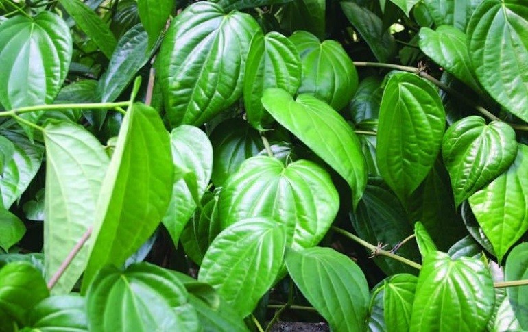 Một số cây thuốc nam chữa viêm loét dạ dày tá tràng