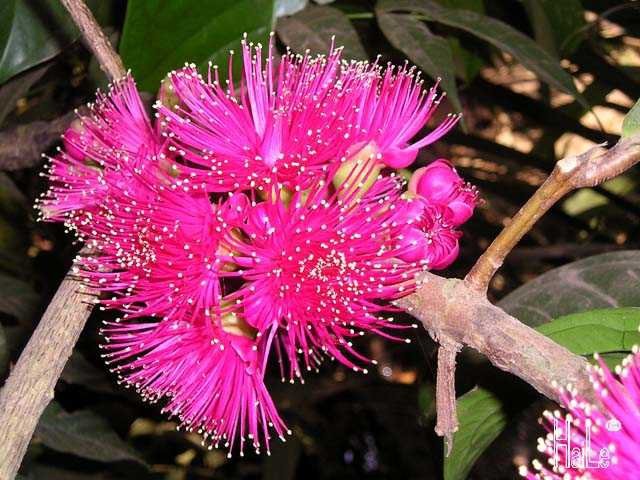 Một số cây thuốc nam chữa viêm loét dạ dày tá tràng