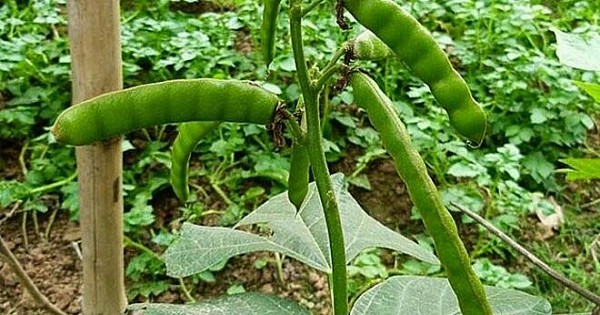 Vĩnh Phúc: 3 bố con bị ngộ độc do ăn hạt cây củ đậu