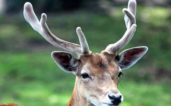 Lộc nhung hươu là gì? Cách dùng phát huy hiệu quả trị bệnh