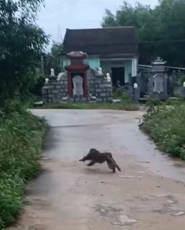 Quảng Nam: Khỉ lao vào khu dân cư làm 3 người nhập viện, cắn chết 4 con chó