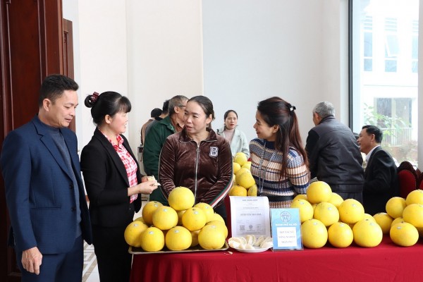 Kết nối tiêu thụ bưởi trên địa bàn huyện Chương Mỹ