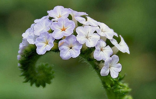 Cây vòi voi: Dược liệu quý chữa được nhiều chứng bệnh