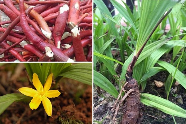 Sâm Cau: Đặc điểm, tác dụng và 10 bài thuốc trị bệnh hay