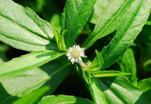 Các bài thuốc trị ngứa ngoài da hiệu quả trong dân gian