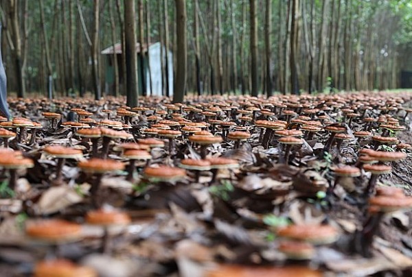 Hiệu quả của mô hình trồng nấm Linh chi đỏ dưới tán rừng Krông Bông