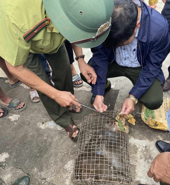 Quảng Nam: Bắt được cá thể khỉ quý hiếm tấn công người