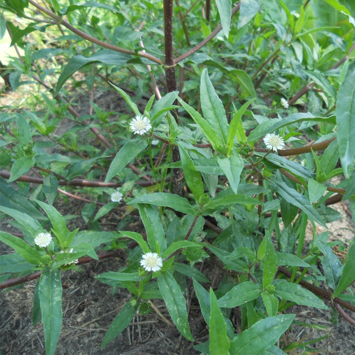 Công dụng cầm máu tuyệt vời của những cây cỏ trong vườn nhà