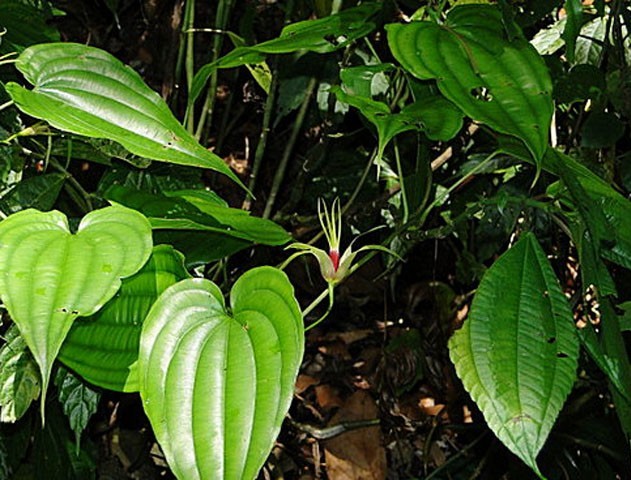 Những tác dụng dược lý đáng chú ý của cây bách bộ